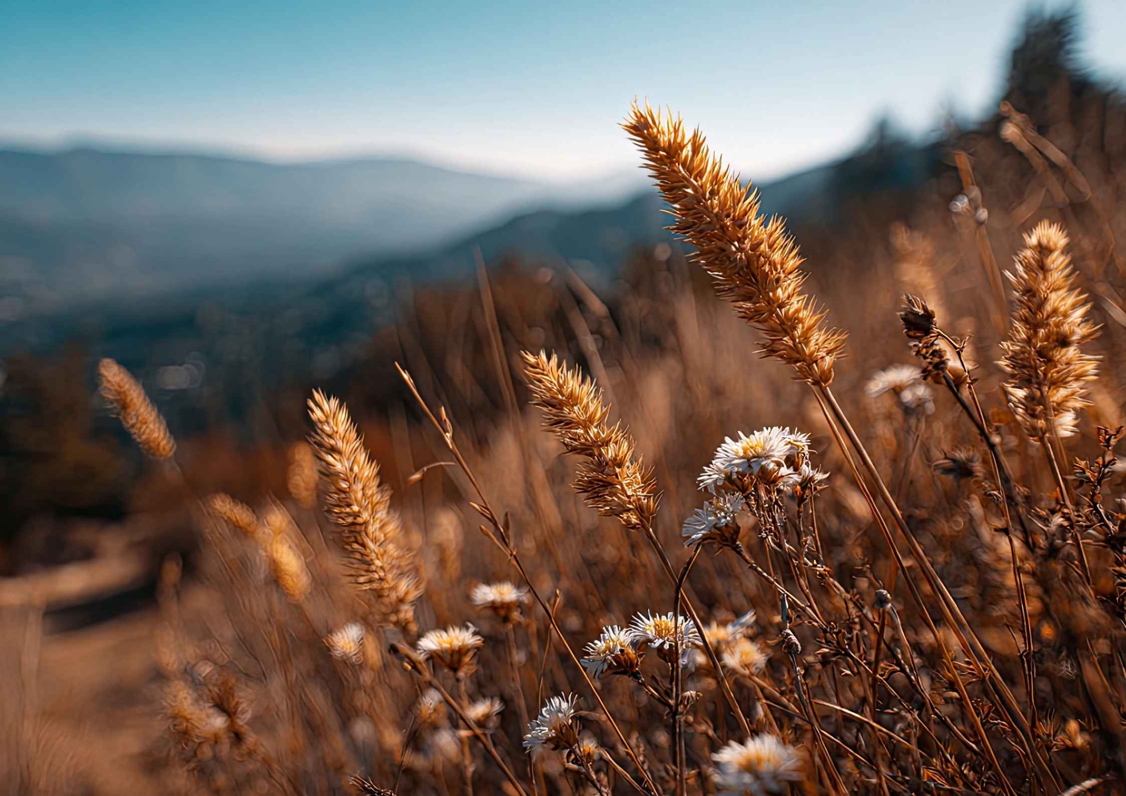 Trik iPhone Viral: Aktifkan Satu Fitur Ini untuk Hasil Video Super Smooth dan Pro