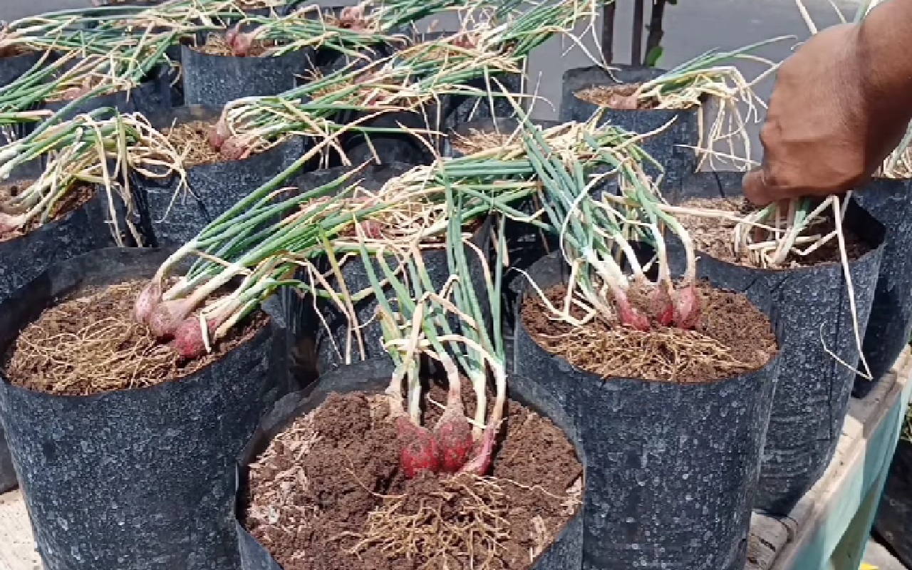 Cara Menanam Bawang Merah di Polybag, Praktis untuk Pemula dan Hasil Melimpah