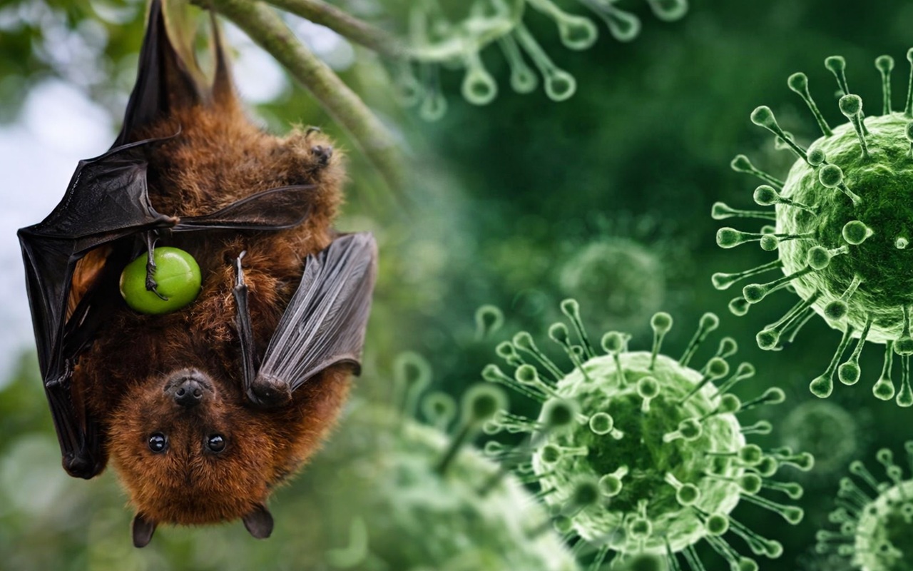 Papua Barat Siaga Virus Nipah, Dinkes Pastikan Belum Ada Kasus