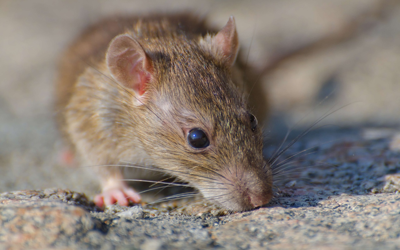 6 Cara Efektif Menghilangkan Tikus di Atap Rumah Secara Alami