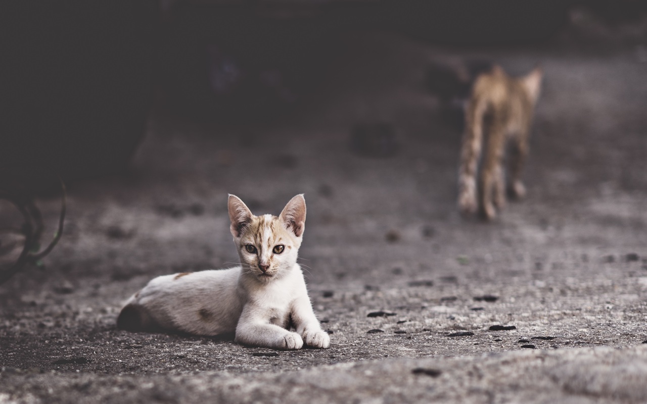 6 Cara Mengusir Kucing Liar Tanpa Menyakiti, Aman dan Mudah Dilakukan
