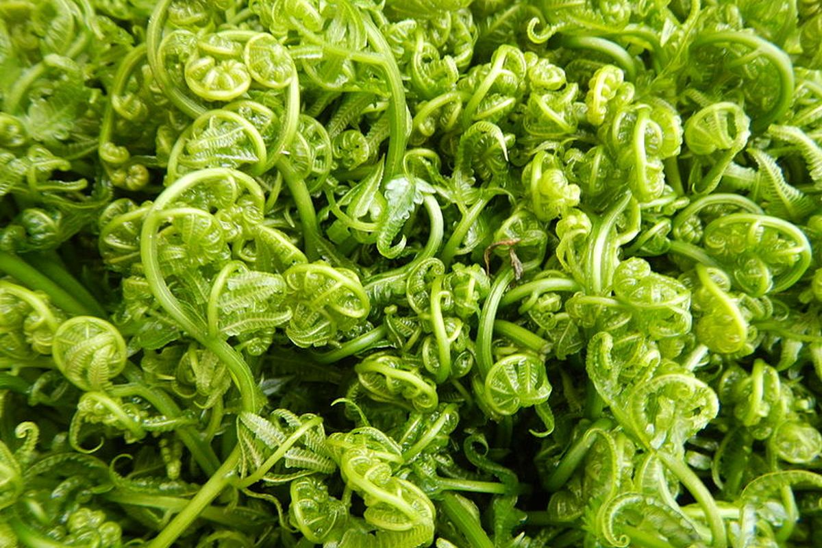 6 Manfaat Daun Pakis untuk Kesehatan, Tinggi Vitamin C hingga Baik bagi Jantung