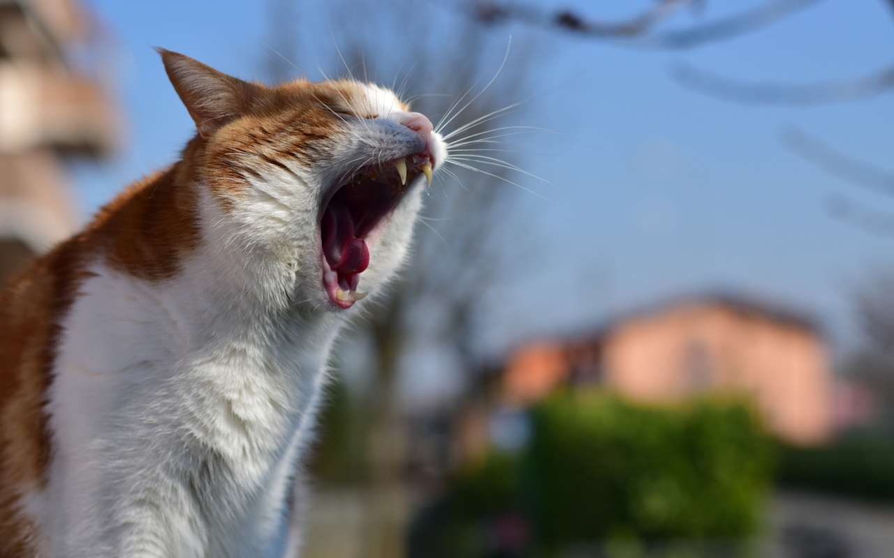 Cara Mengusir Kucing Liar Tanpa Menyakiti, Tips Botol Air di Atap Rumah yang Terbukti Efektif?