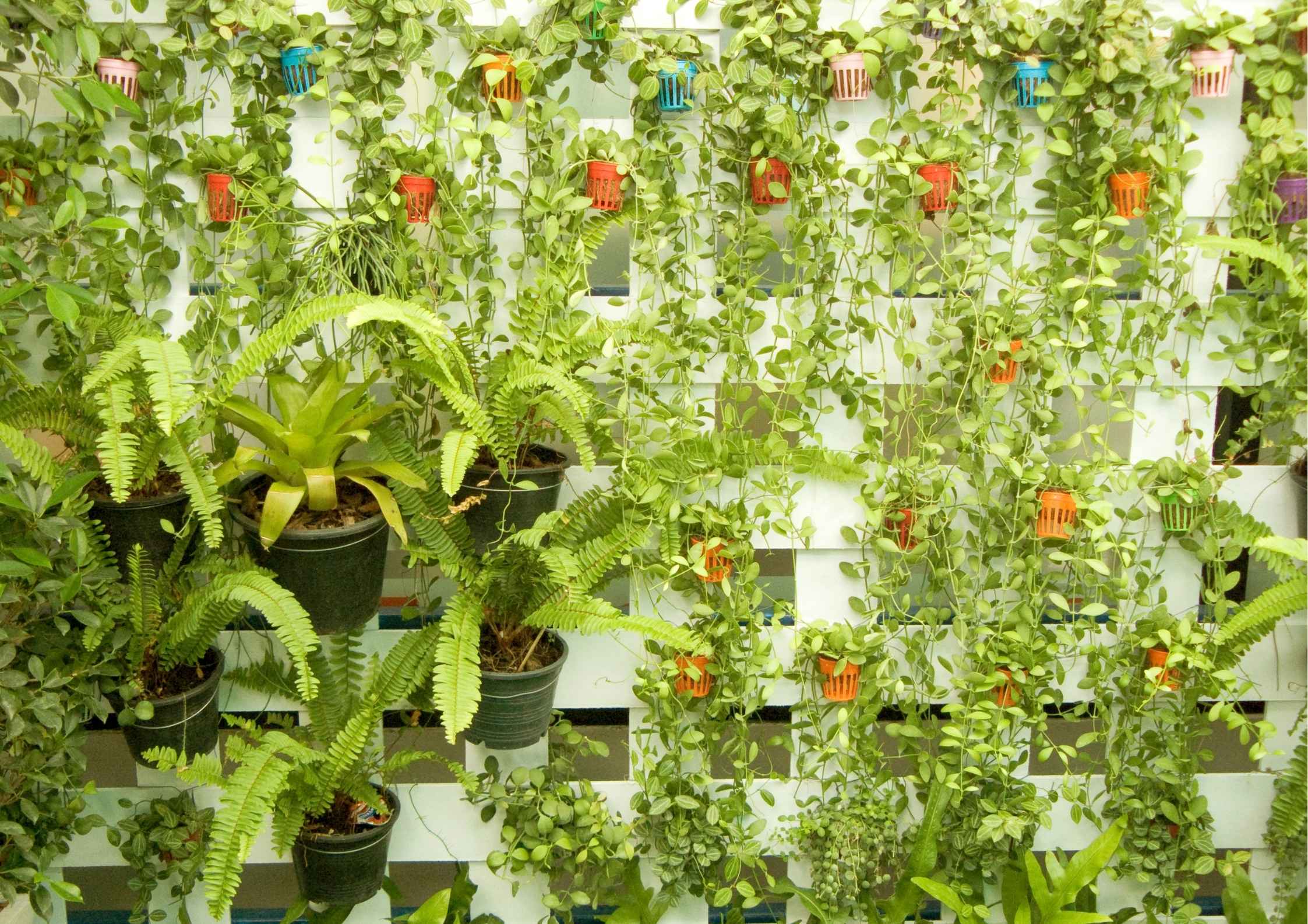 Solusi Hemat dan Sehat! Cara Mudah Punya Kebun Sayur Sendiri Walau Tinggal di Lantai 20