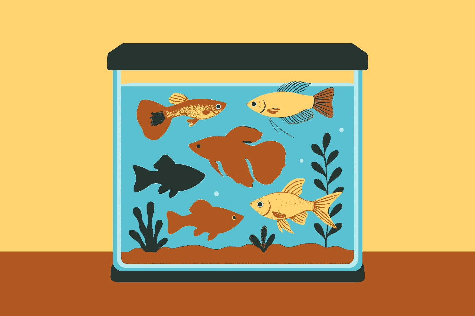 Rekomendasi Ikan Hias Tahan Hidup Tanpa Aerator