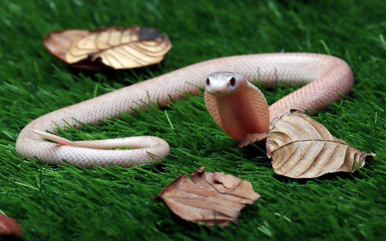 Jangan Panik! Tanaman Pengusir Ular Ini Bisa Ditanam di Rumah