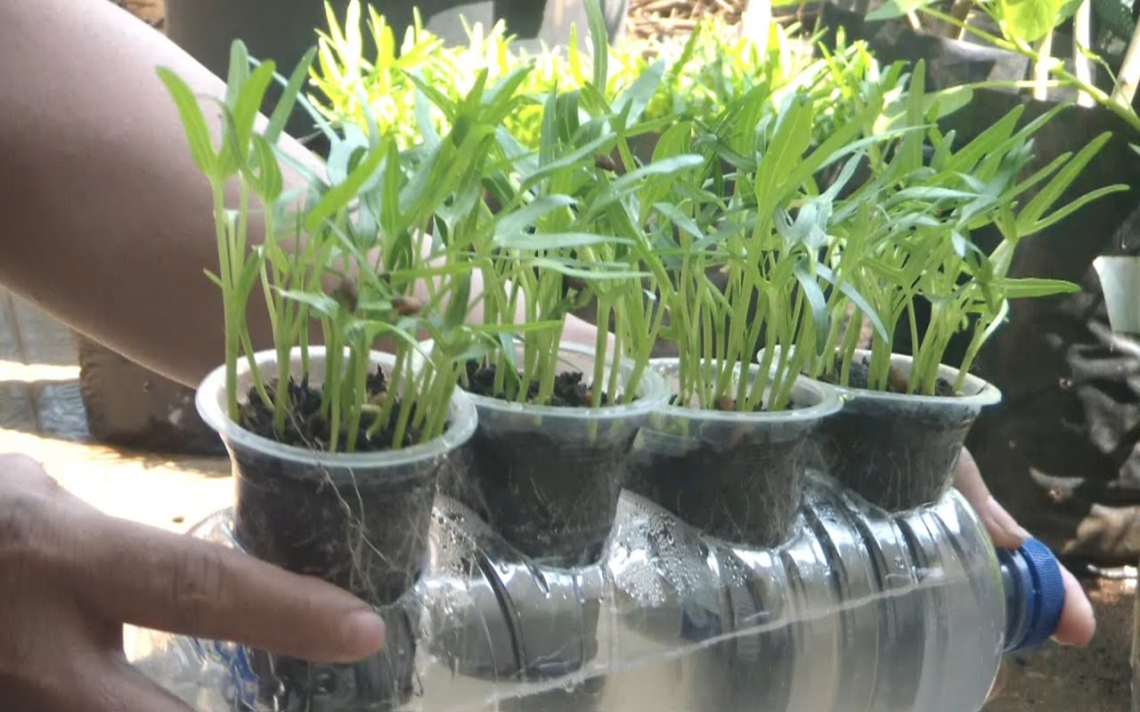 Cara Membuat Hidroponik dari Botol Bekas, Praktis, Murah, dan Cocok untuk Pemula