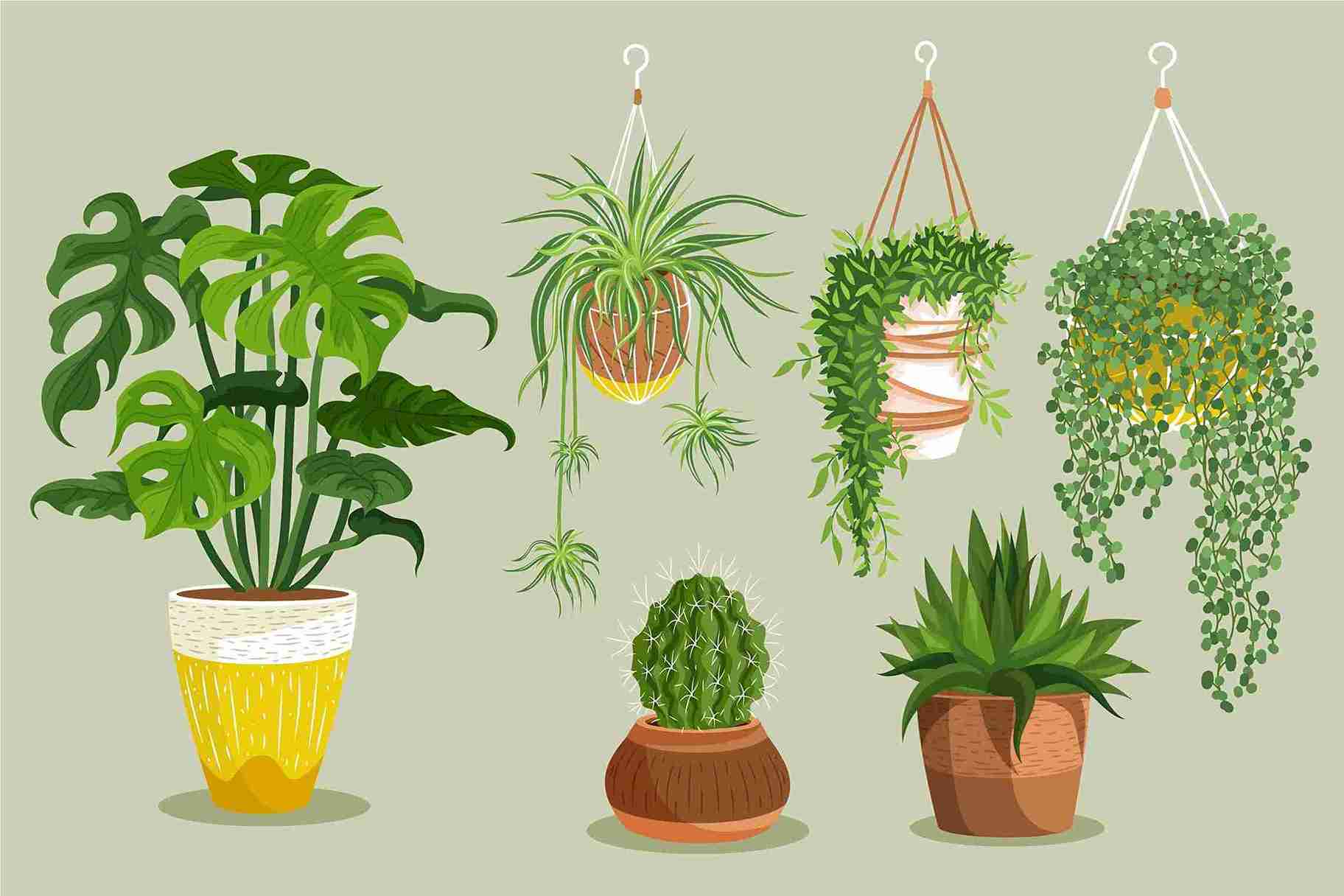 Tanaman Rambat Gantung Paling Cantik, Sejukkan Hunian Anda