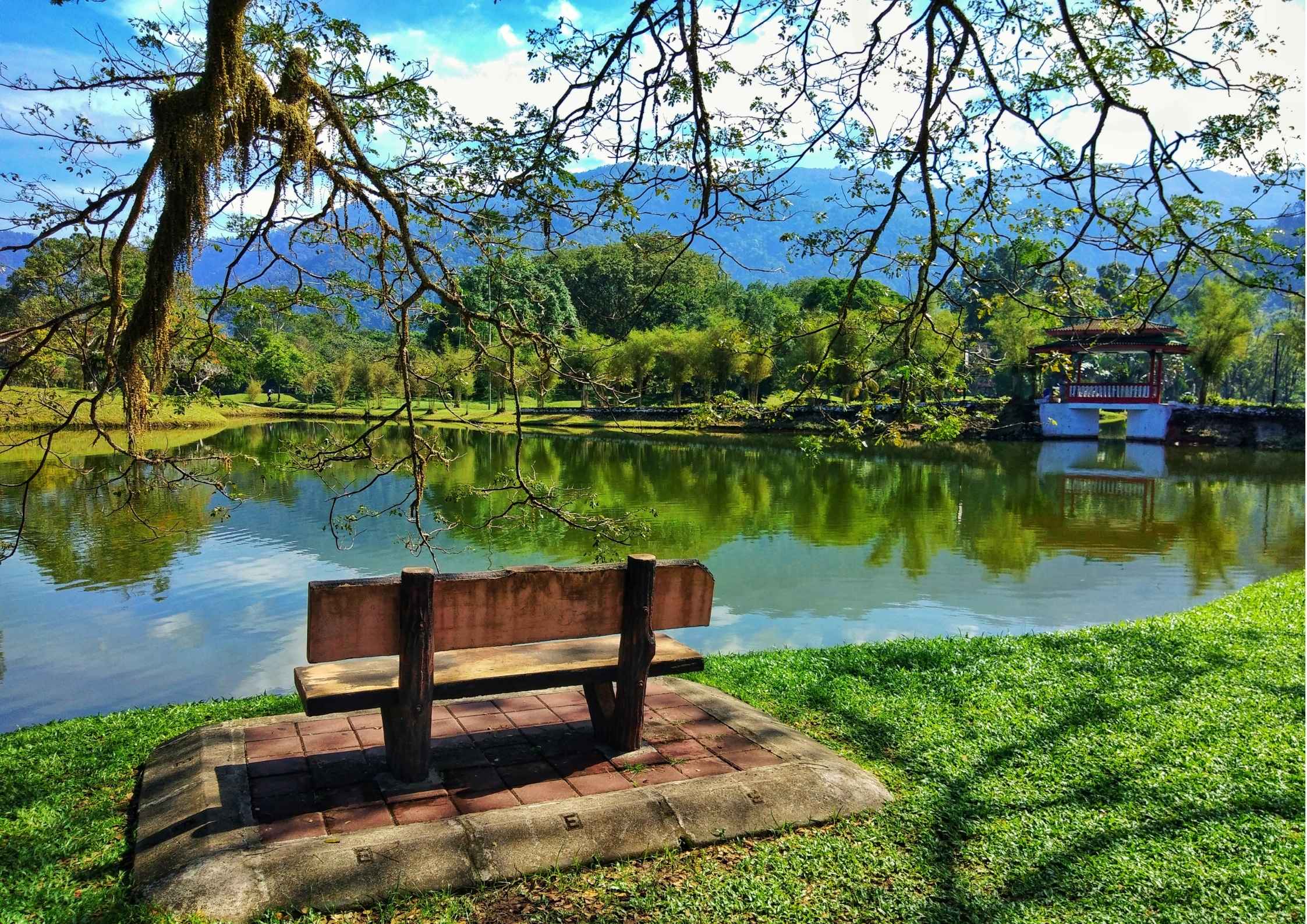 Terapi Hijau: Mengapa Sekadar Melihat Pohon Bisa Menurunkan Tingkat Stres Secara Drastis