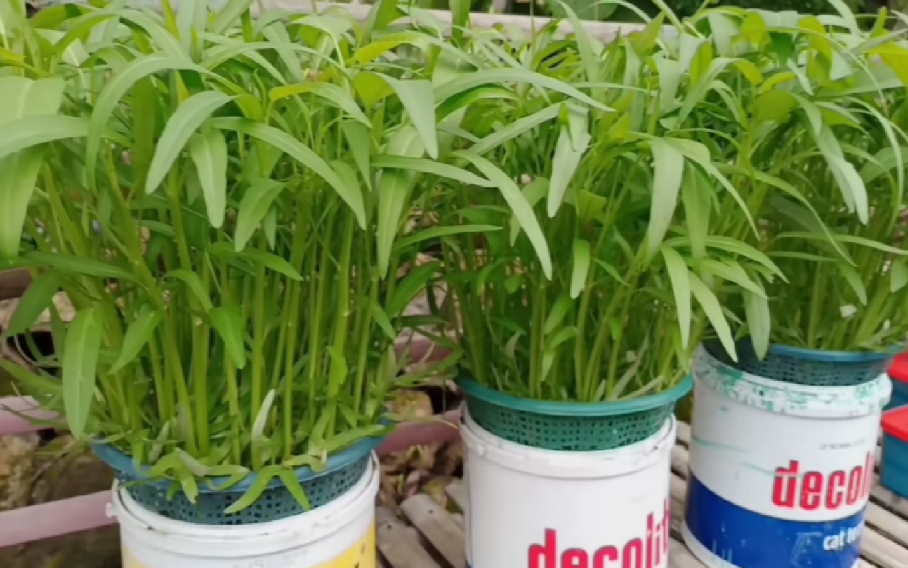 Tutorial Menanam Kangkung Hidroponik di Ember Bekas, Panen Cepat Hanya 20 Hari