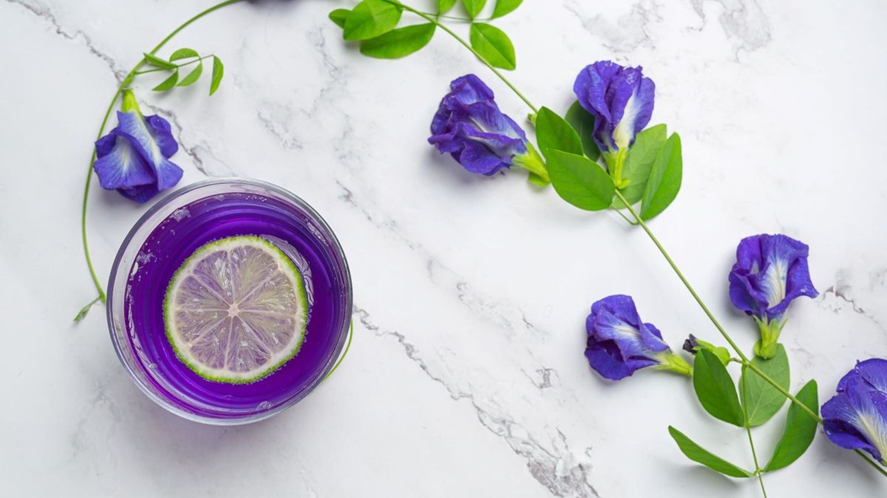 Minum Teh Bunga Telang? Ini Efeknya untuk Imun dan Peradangan Tubuh