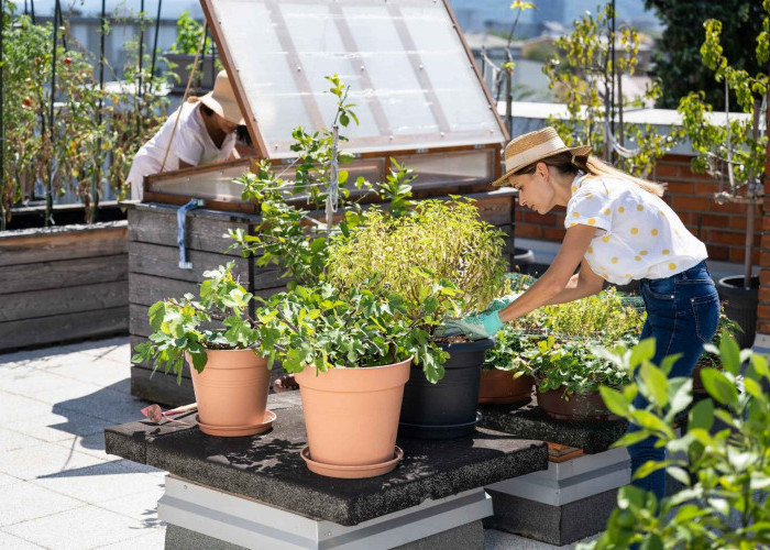 Cottagecore & Urban Farming: Alasan Anak Muda Kota Terobsesi Gaya Hidup Desa