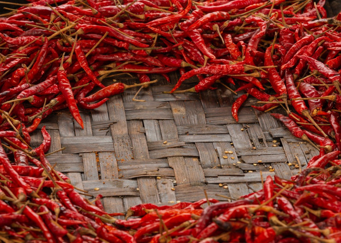 Cara Merawat Cabe Rawit Agar Subur dan Berbuah Lebat, Ini Teknik Dasar yang Wajib Tahu