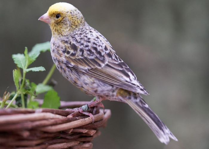 Cara Memilih Vitamin Burung Kenari yang Tepat, Bisa Pakai Buah Alami agar Cepat Gacor