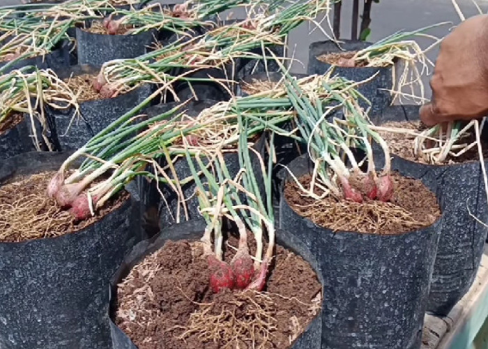 Cara Menanam Bawang Merah di Polybag, Praktis untuk Pemula dan Hasil Melimpah