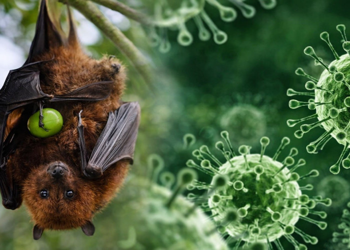 Papua Barat Siaga Virus Nipah, Dinkes Pastikan Belum Ada Kasus