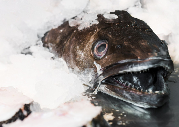 10 Ikan Paling Berbahaya di Dunia, Bukan Cuma Hiu dan Piranha