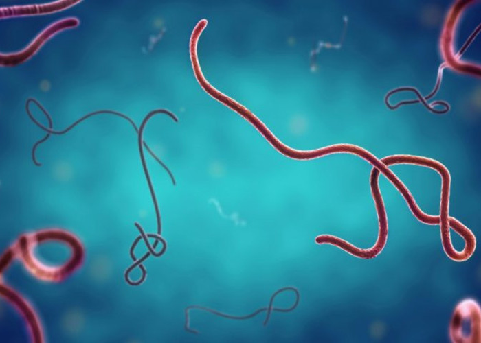 Wabah Virus Bundibugyo di Kongo Tembus 7.200 Kasus, 3.475 Orang Meninggal