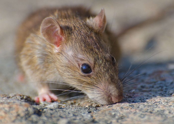 6 Cara Efektif Menghilangkan Tikus di Atap Rumah Secara Alami