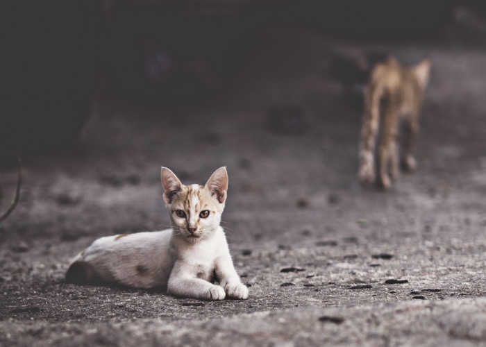 6 Cara Mengusir Kucing Liar Tanpa Menyakiti, Aman dan Mudah Dilakukan
