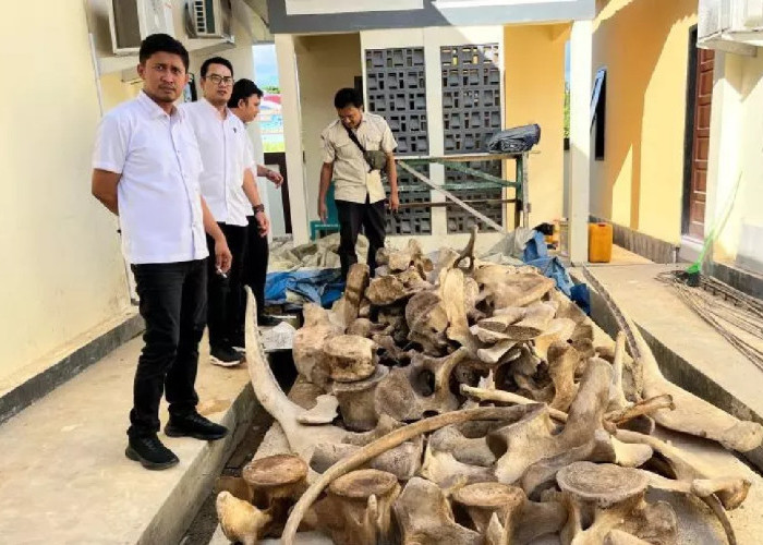 Kasus Satwa Dilindungi Terbongkar di Papua Barat Daya, Satu Tersangka Ditahan