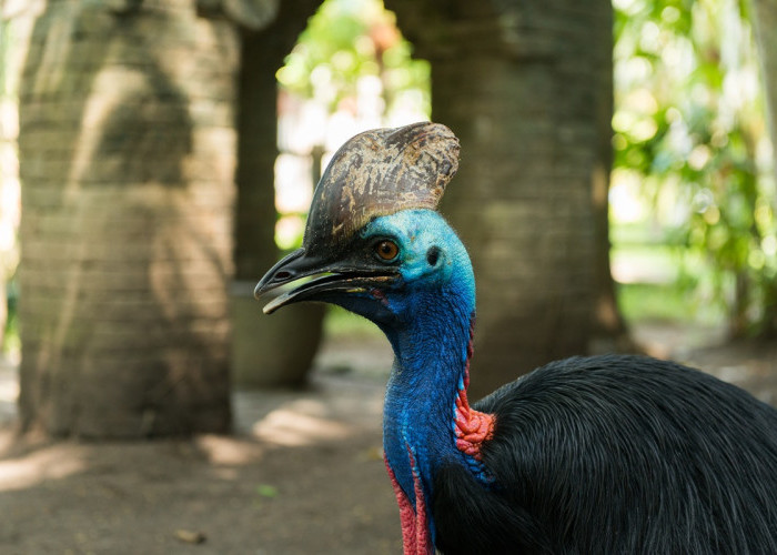Patung Kasuari Dicuri di Kantor Gubernur Papua Barat, Dominggus Mandacan Soroti Lemahnya Pengamanan