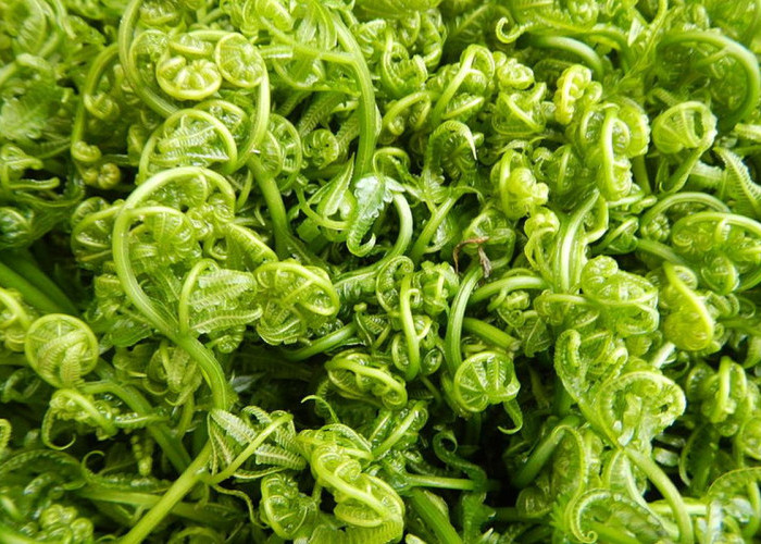 6 Manfaat Daun Pakis untuk Kesehatan, Tinggi Vitamin C hingga Baik bagi Jantung