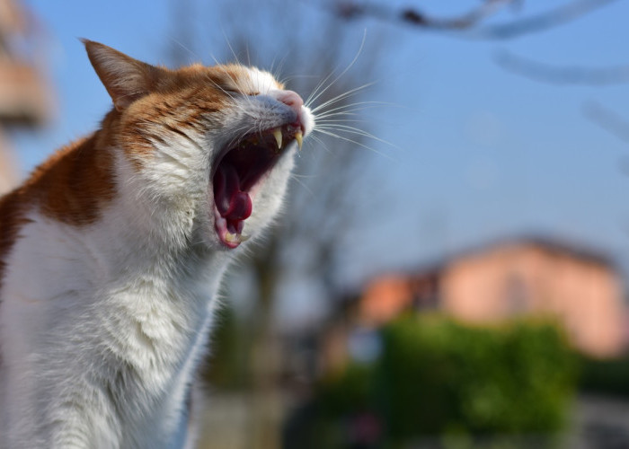 Cara Mengusir Kucing Liar Tanpa Menyakiti, Tips Botol Air di Atap Rumah yang Terbukti Efektif?