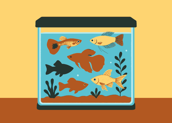 Rekomendasi Ikan Hias Tahan Hidup Tanpa Aerator