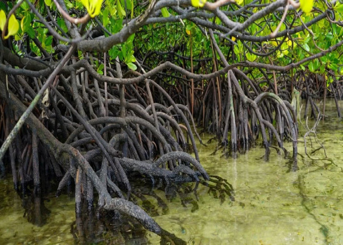 Wisata Hutan Mangrove Sorong, Destinasi Edukasi Alam yang Bersih dan Ramah Keluarga