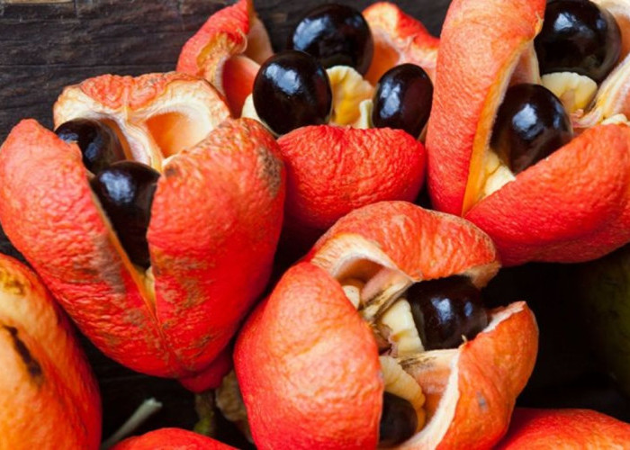 7 Buah dan Tanaman Paling Berbahaya di Dunia, Ada yang Bisa Hentikan Detak Jantung dalam Hitungan Jam