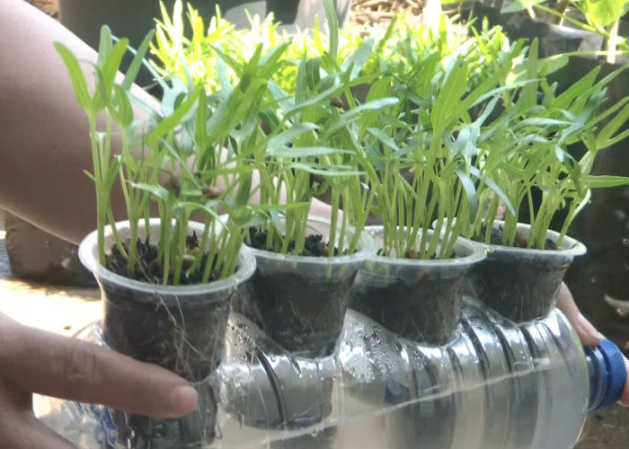 Cara Membuat Hidroponik dari Botol Bekas, Praktis, Murah, dan Cocok untuk Pemula