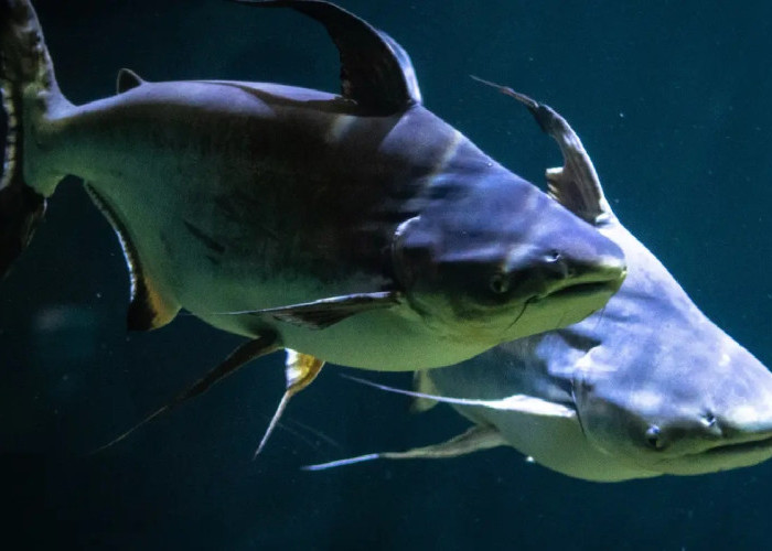 Kaya Protein dan Nutrisi, Ini 5 Manfaat Ikan Patin yang Sayang untuk Dilewatkan
