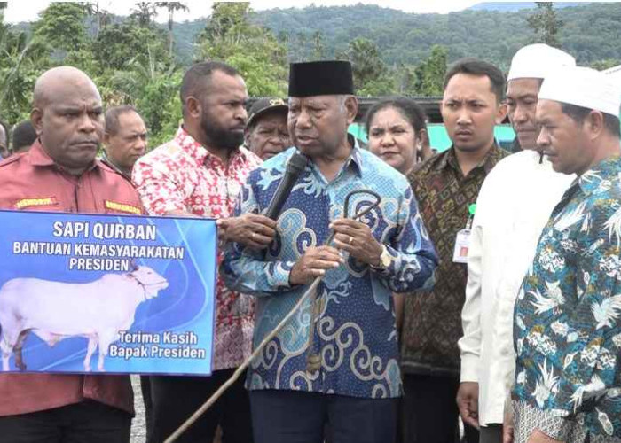 Idul Adha 1446 H: Pemprov Papua Barat Salurkan Puluhan Sapi Kurban ke Kampung dan Instansi