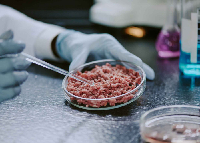 Lab-Grown Meat: Kapan Daging Kultivasi Laboratorium Siap & Halal Dikonsumsi?