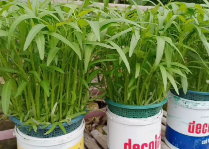 Tutorial Menanam Kangkung Hidroponik di Ember Bekas, Panen Cepat Hanya 20 Hari