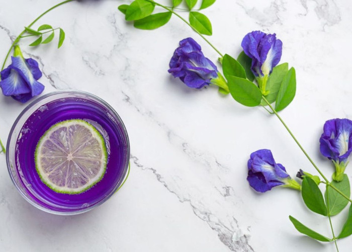 Minum Teh Bunga Telang? Ini Efeknya untuk Imun dan Peradangan Tubuh