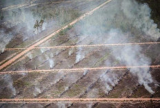 BNPB Catat 36 Titik Panas di Papua Barat, Karhutla Teluk Bintuni Terus Ditangani dari Udara