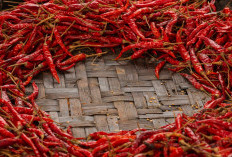 Cara Merawat Cabe Rawit Agar Subur dan Berbuah Lebat, Ini Teknik Dasar yang Wajib Tahu