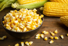 Manfaat dan Risiko Pakan Jagung untuk Ayam, Simak Tips Pemberian yang Benar