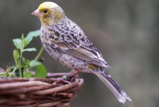 Cara Memilih Vitamin Burung Kenari yang Tepat, Bisa Pakai Buah Alami agar Cepat Gacor