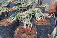 Cara Menanam Bawang Merah di Polybag, Praktis untuk Pemula dan Hasil Melimpah