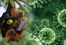 Papua Barat Siaga Virus Nipah, Dinkes Pastikan Belum Ada Kasus