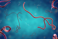 Wabah Virus Bundibugyo di Kongo Tembus 7.200 Kasus, 3.475 Orang Meninggal