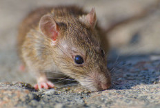 6 Cara Efektif Menghilangkan Tikus di Atap Rumah Secara Alami