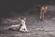 6 Cara Mengusir Kucing Liar Tanpa Menyakiti, Aman dan Mudah Dilakukan