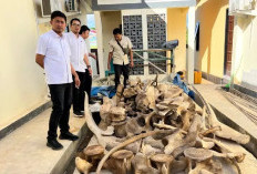 Kasus Satwa Dilindungi Terbongkar di Papua Barat Daya, Satu Tersangka Ditahan