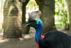 Patung Kasuari Dicuri di Kantor Gubernur Papua Barat, Dominggus Mandacan Soroti Lemahnya Pengamanan