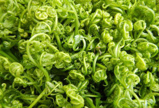 6 Manfaat Daun Pakis untuk Kesehatan, Tinggi Vitamin C hingga Baik bagi Jantung