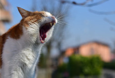 Cara Mengusir Kucing Liar Tanpa Menyakiti, Tips Botol Air di Atap Rumah yang Terbukti Efektif?